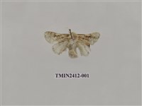 藏品(白麗刺蛾)的圖片